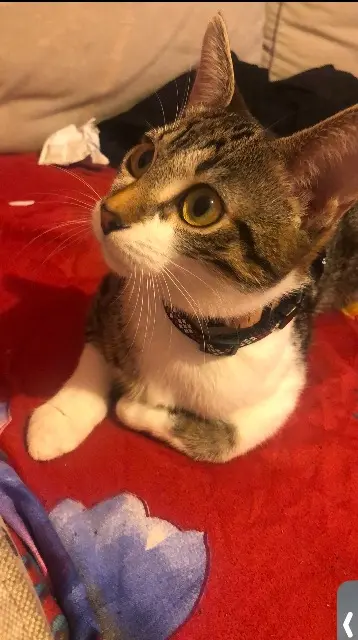 chatte lost   69280 Marcy-l'Étoile Lay