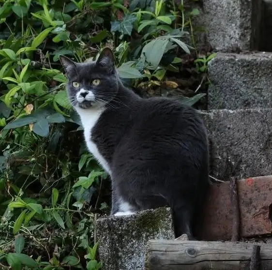 chatte lost    Lyon Bresson