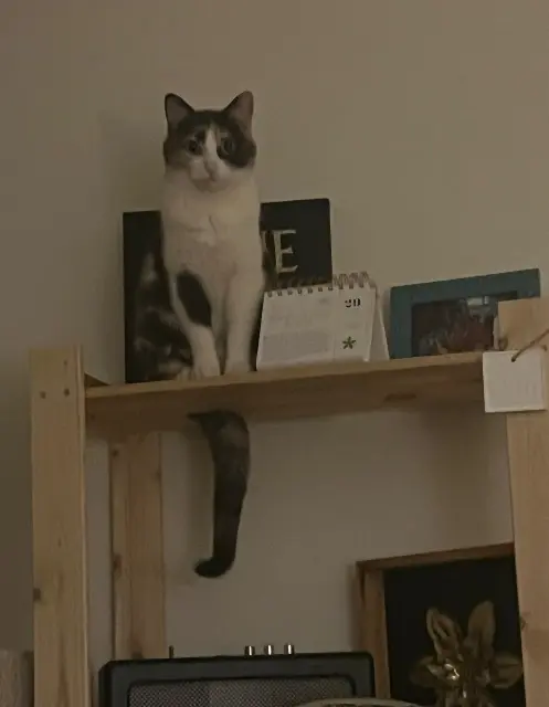 chatte lost    Lyon Chichi