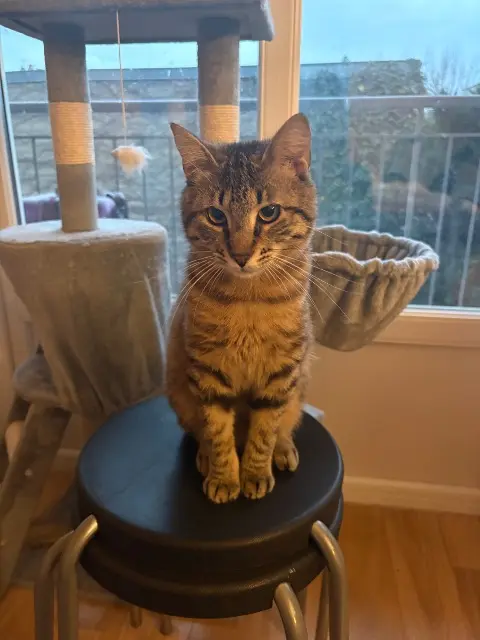 chatte lost    Lyon Chifoumi