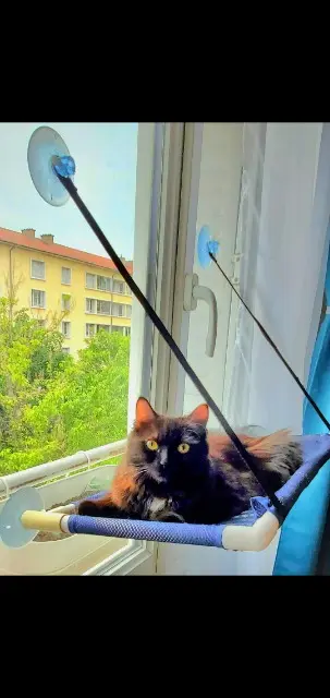 chatte lost    Lyon Didou