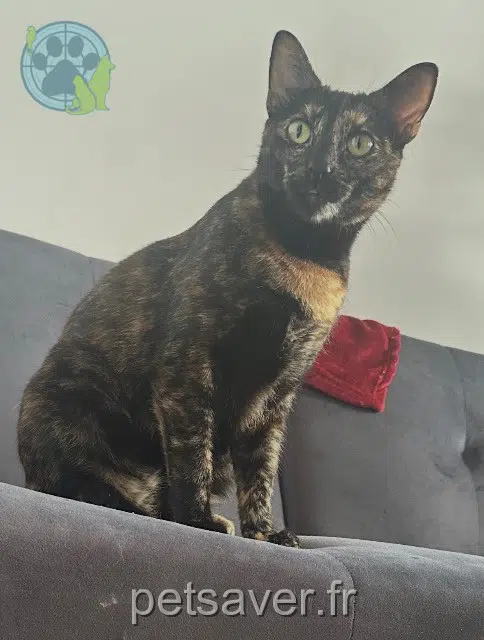 chatte lost    Lyon Gina
