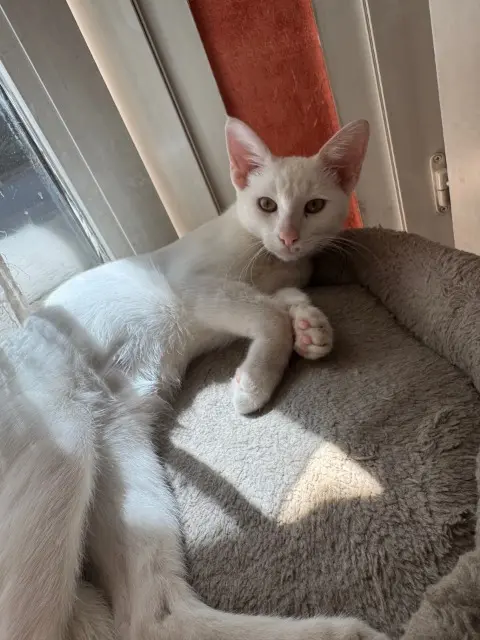 chatte lost    Lyon Guimauve