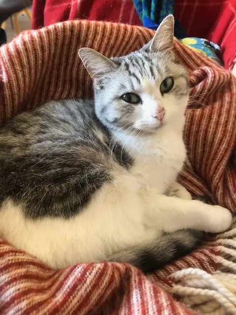 chatte lost    Lyon GUZZI