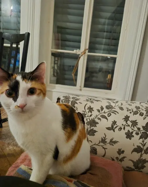 chatte lost    Lyon Louise-Michel