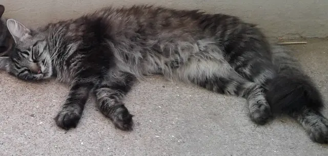 chatte lost    Lyon MATCHA