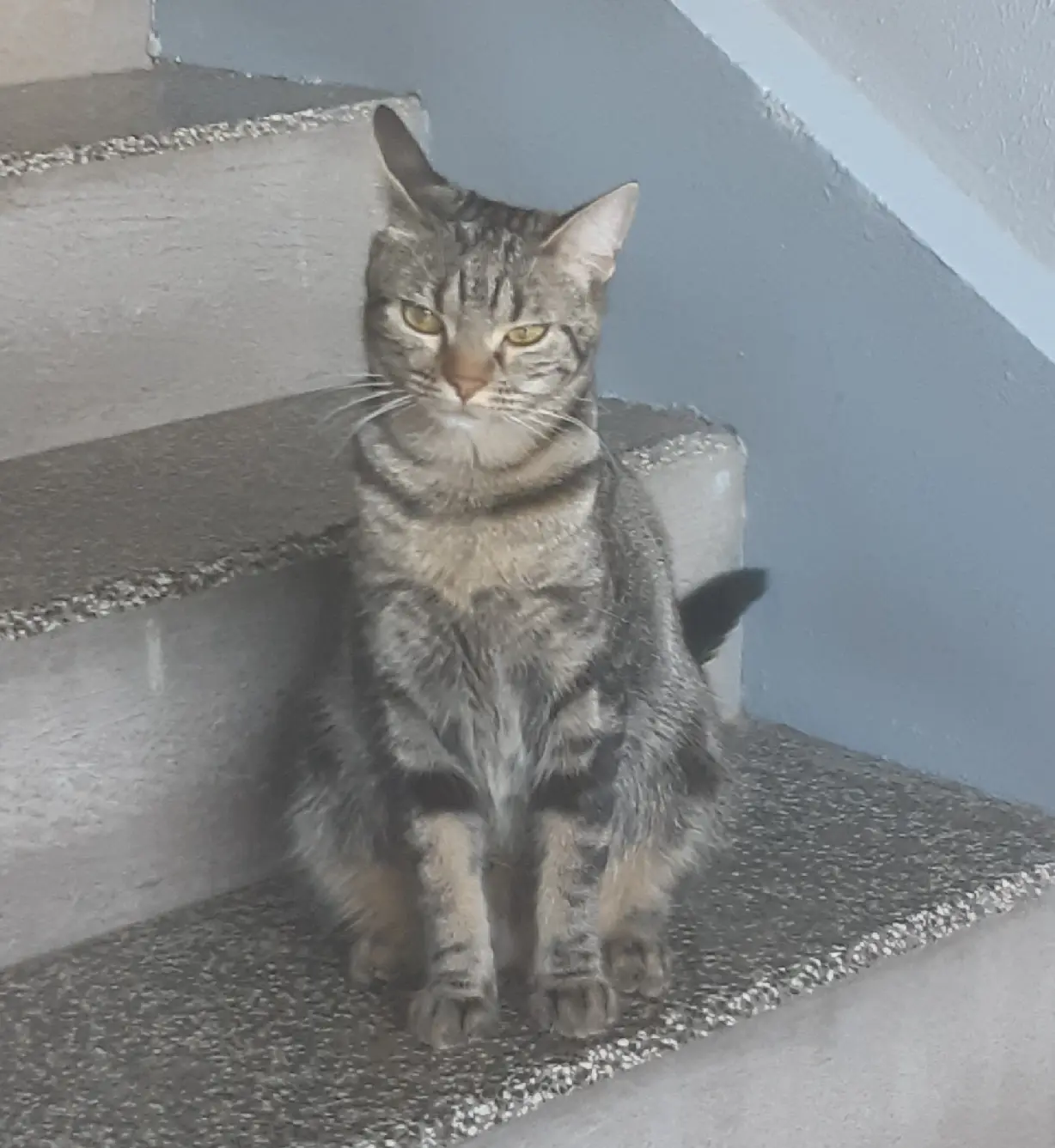 Chatte Perdue 69M Métropole de Lyon Lyon - Melo Chatte Perdue 69M Métropole de Lyon Lyon - Melo