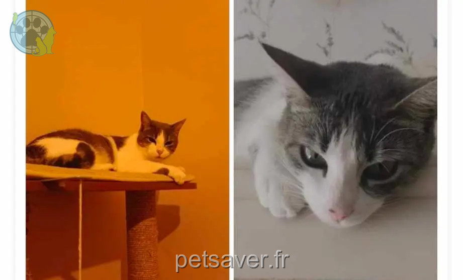 Chatte Perdue 69M Métropole de Lyon Lyon - Nala Chatte Perdue 69M Métropole de Lyon Lyon - Nala