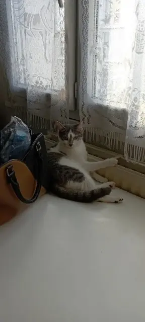 chatte lost    Lyon Nala