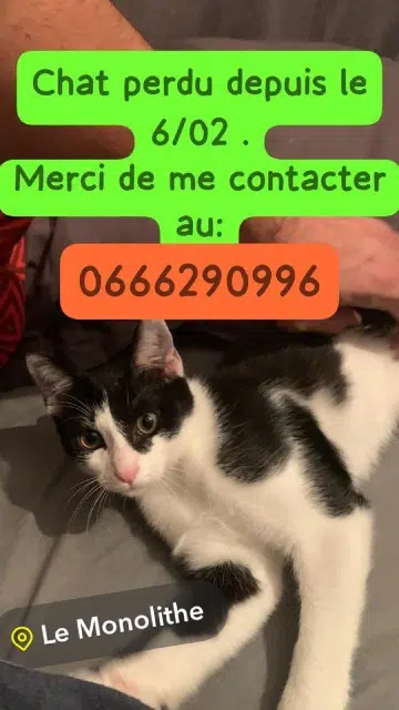 chatte lost    Lyon Oreo