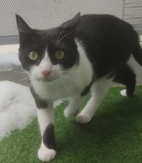 chatte lost    Lyon Pita