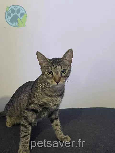 chatte perdue Lyon Pow chatte lost Lyon Pow
