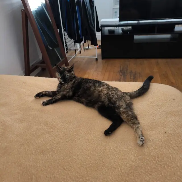 chatte lost    Lyon Princesse
