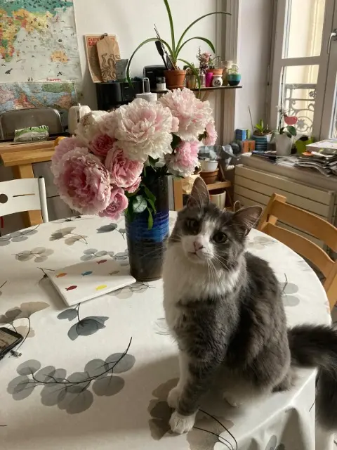 chatte lost    Lyon SAULE