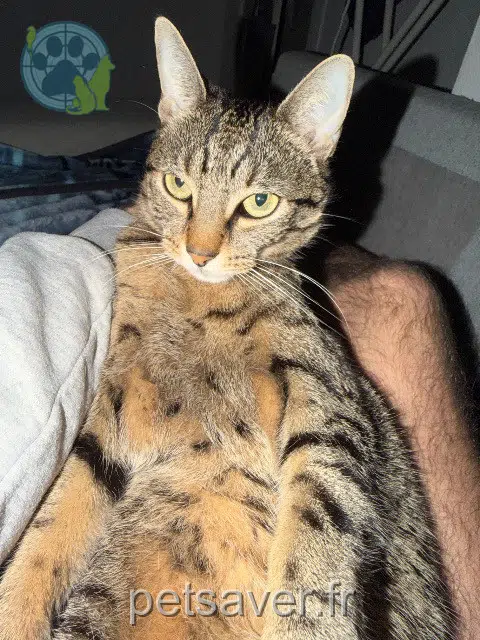 chatte lost    Lyon Storie