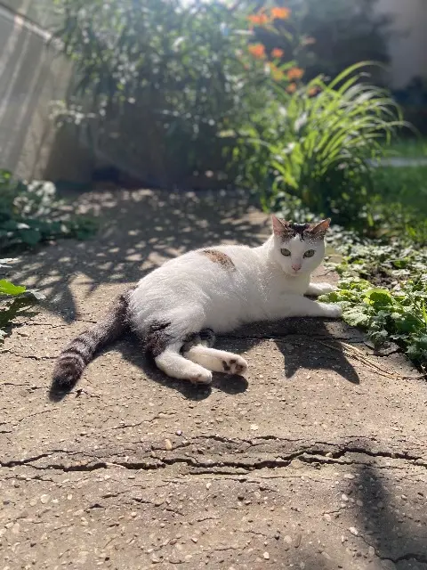 chatte lost    Lyon Uma