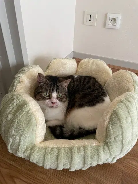 chatte lost    Lyon Walle