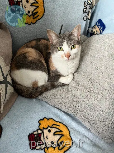chatte lost    Lyon Zigouille