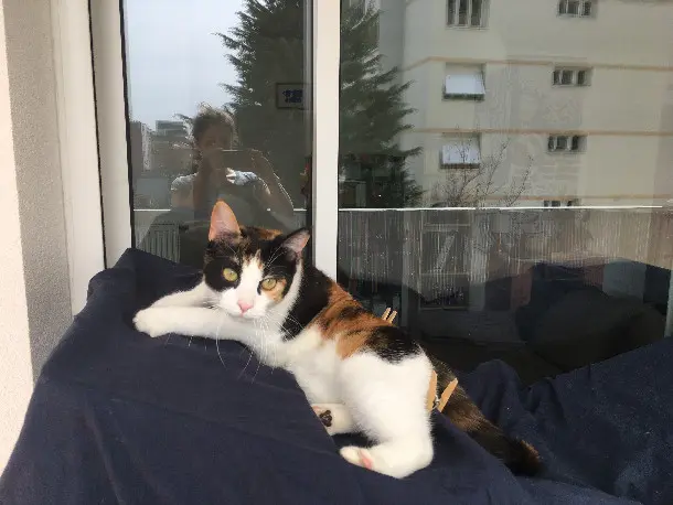 Chatte Perdue 69M Métropole de Lyon Lyon Chatte Perdue 69M Métropole de Lyon Lyon