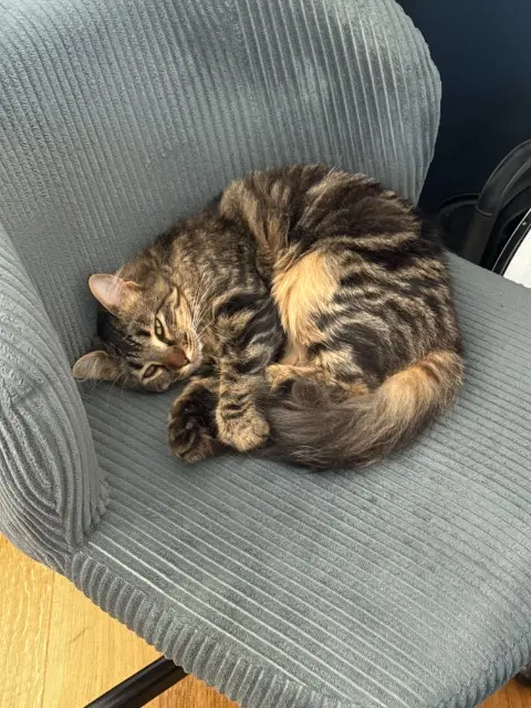 chatte lost   69450 Saint-Cyr-au-Mont-d'Or MIaw Miaw