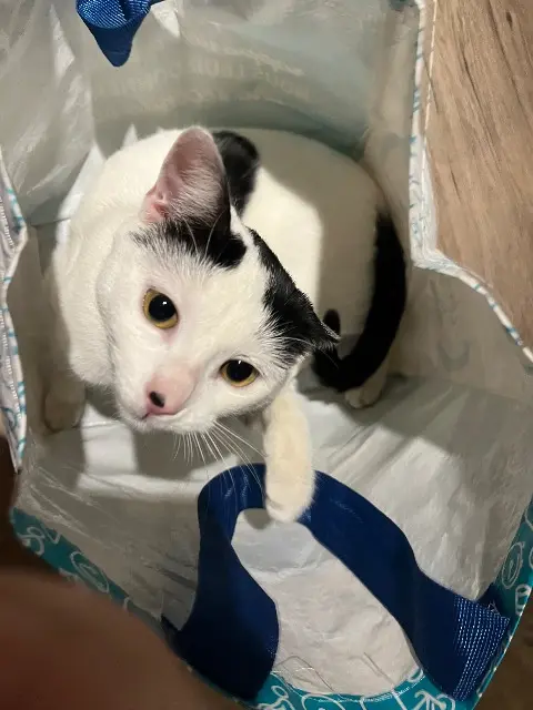 chatte lost   69540 Irigny Milky