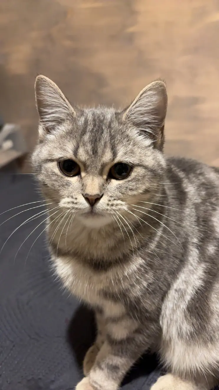 Chatte Perdue 69M Métropole de Lyon - Mimi Chatte Perdue 69M Métropole de Lyon - Mimi