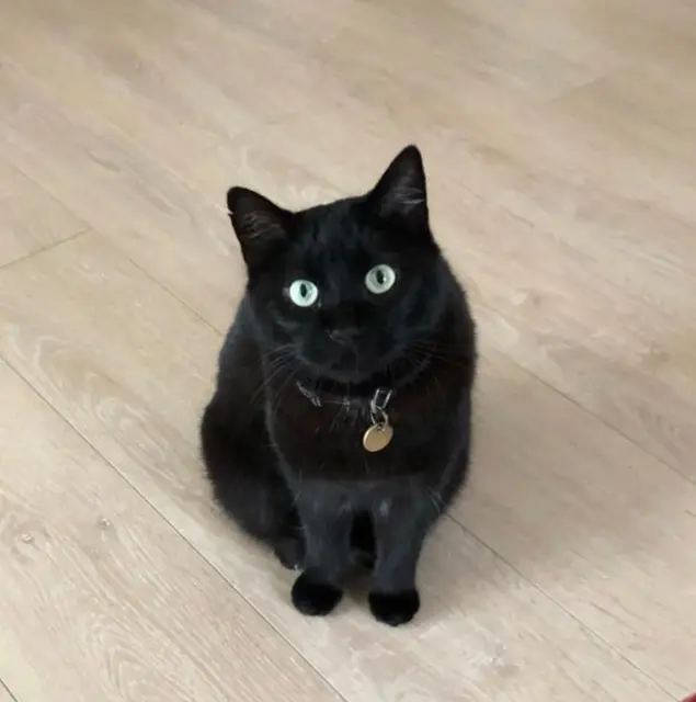 chatte lost   69390 Charly Mimine