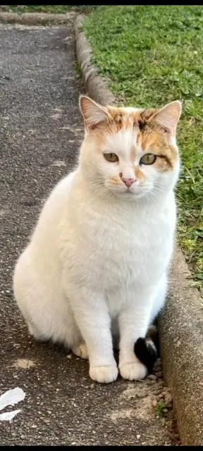 chatte lost   69120 Vaulx-en-Velin Minette