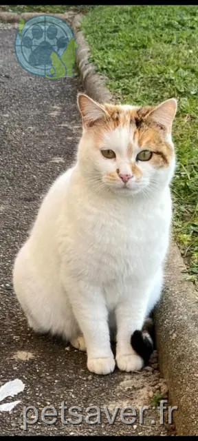 chatte perdue 69120 Vaulx-en-Velin Minette chatte lost 69120 Vaulx-en-Velin Minette