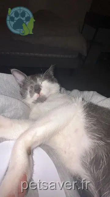 chatte lost   69330 Meyzieu Mini