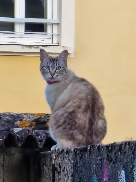 gatta persa 69140 Rillieux-la-Pape Minie gatta lost 69140 Rillieux-la-Pape Minie