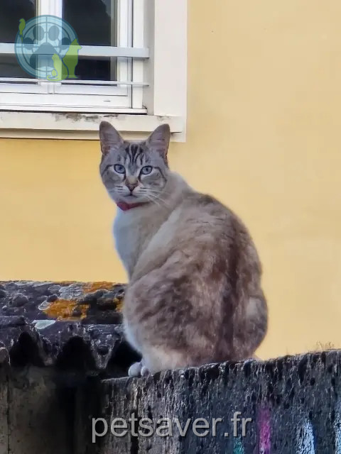 chatte perdue 69140 Rillieux-la-Pape Minie chatte lost 69140 Rillieux-la-Pape Minie