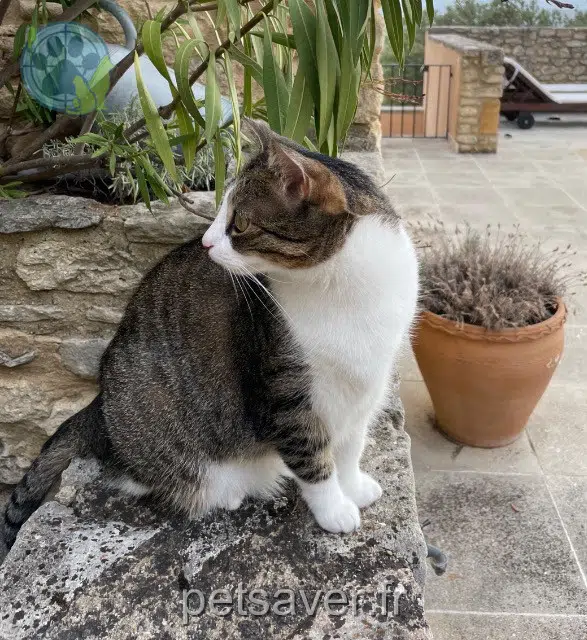 chatte lost 69660 Collonges-au-Mont-d'Or Minnie