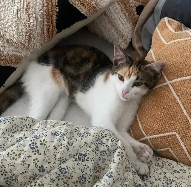 chatte lost   69800 Saint-Priest Minouche