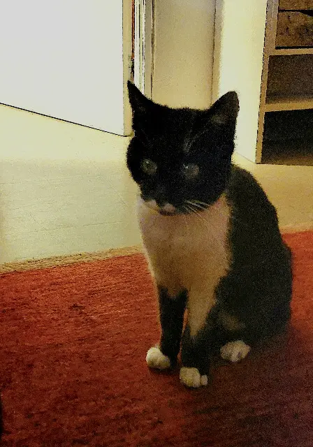 chatte lost   69150 Décines-Charpieu minouche