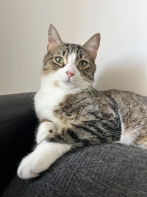 chatte lost   69800 Saint-Priest Minouxa