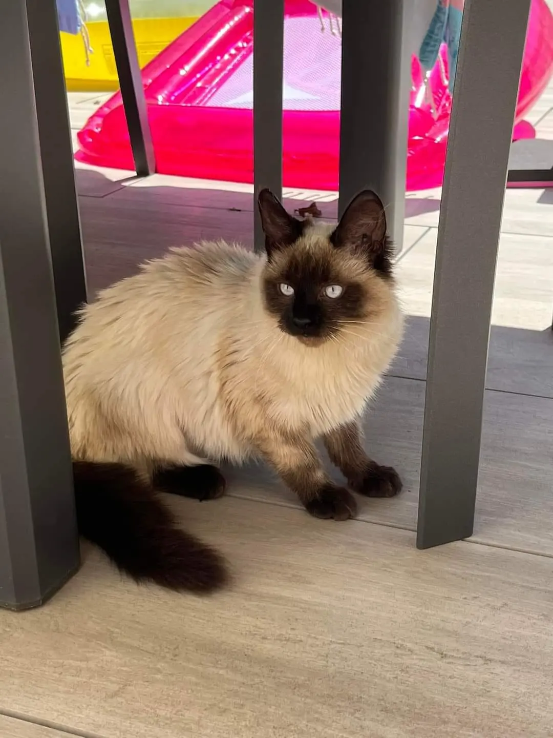 Chatte Perdue 69M Métropole de Lyon - Mirabelle Chatte Perdue 69M Métropole de Lyon - Mirabelle