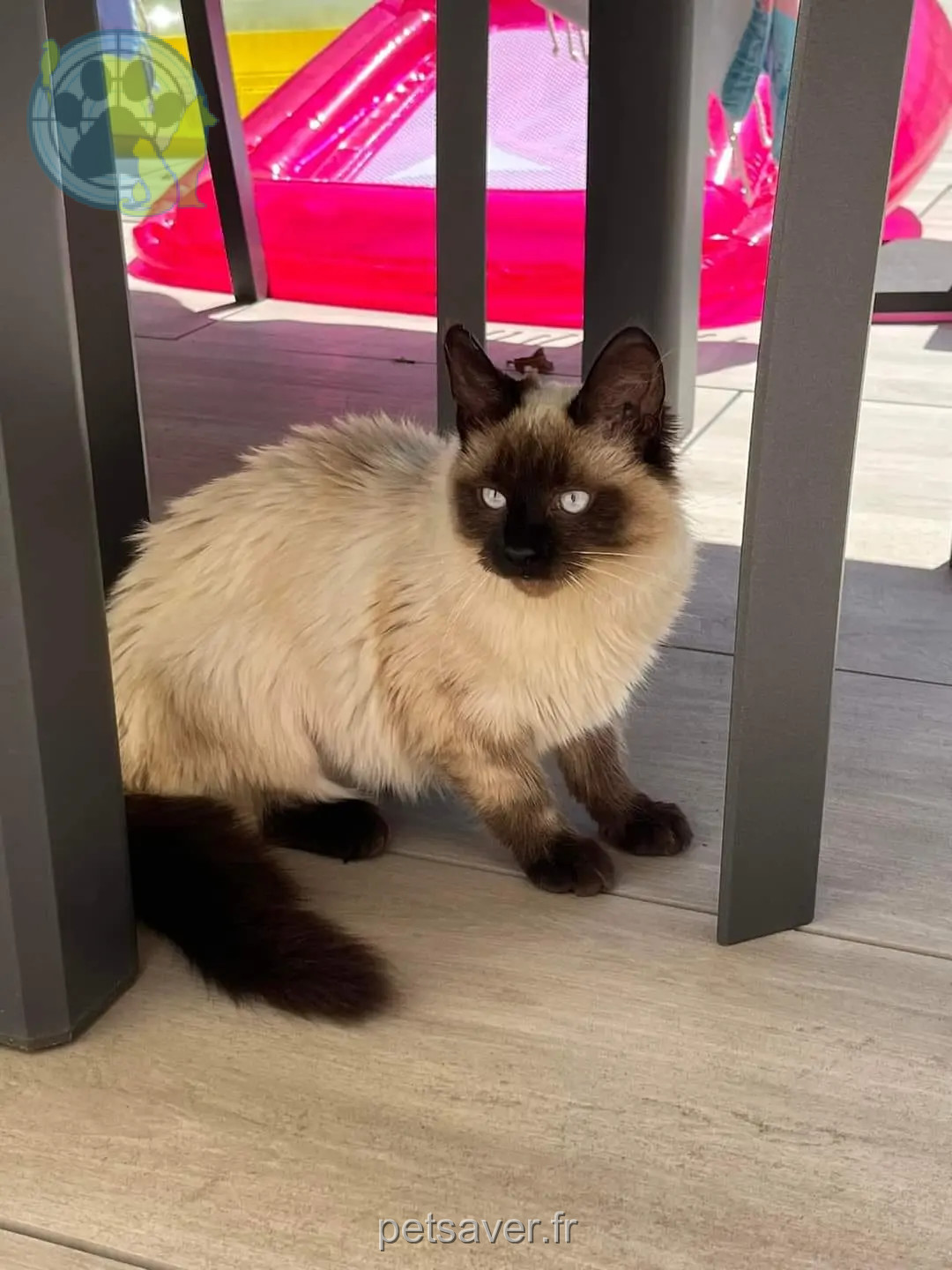 Chatte Perdue 69M Métropole de Lyon - Mirabelle Chatte Perdue 69M Métropole de Lyon - Mirabelle