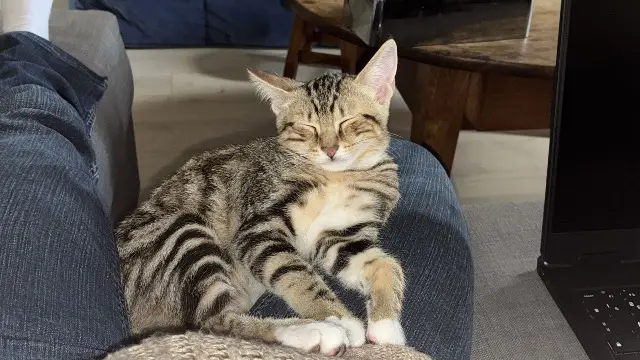 chatte lost   69540 Irigny Moricette