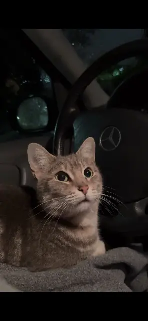 chatte lost   69200 Vénissieux Mya