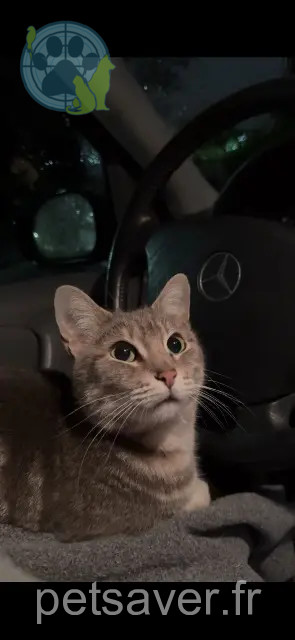 Katze vermisst 69200 Vénissieux Mya Katze lost 69200 Vénissieux Mya