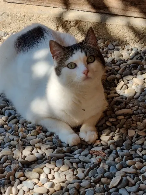 chatte lost   69890 La Tour-de-Salvagny Myrtille