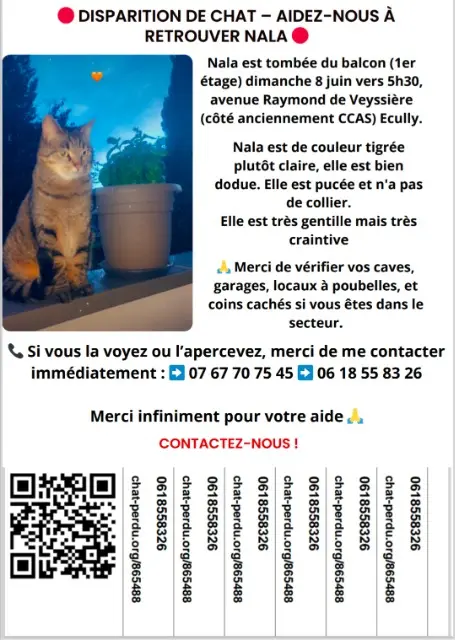 chatte lost   69130 Écully Nala