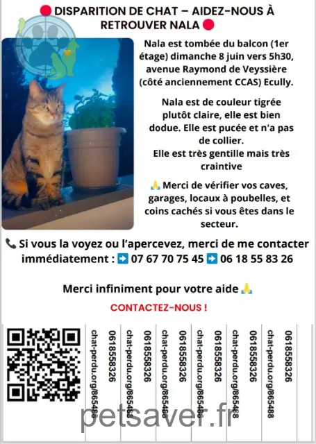 gata perdida 69130 Écully Nala gata lost 69130 Écully Nala