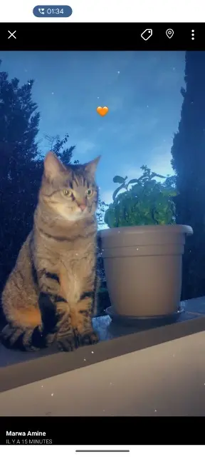 chatte lost   69130 Écully Nala
