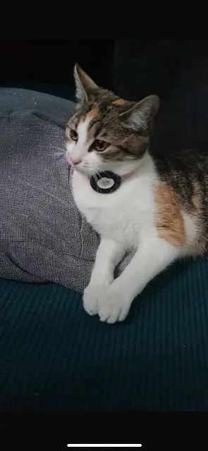 chatte lost   69190 Saint-Fons Nala