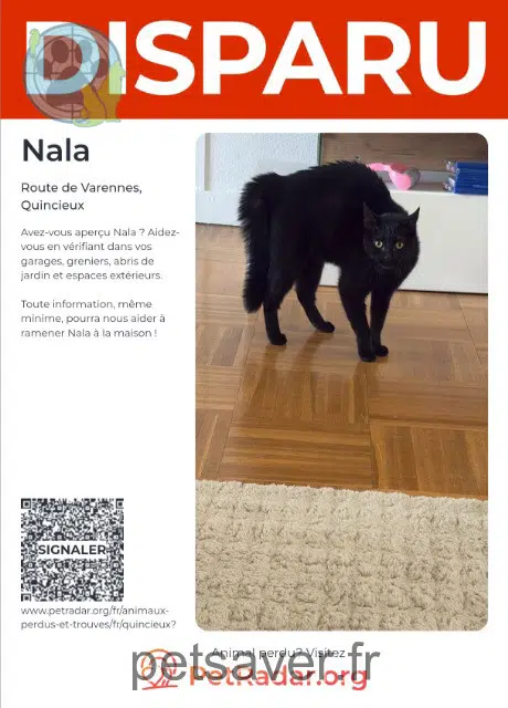 chatte lost   69650 Quincieux Nala