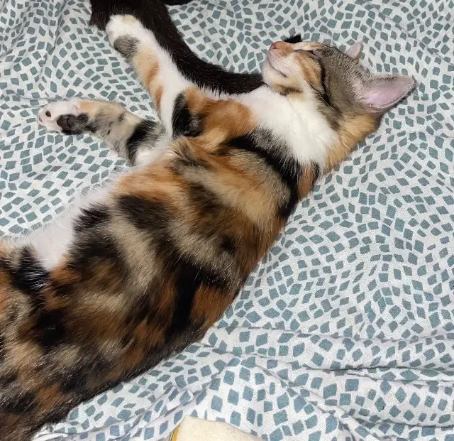 chatte lost   69500 Bron Nibi