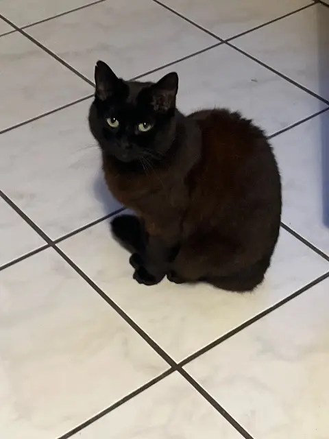 chatte lost   69800 Saint-Priest Nickie