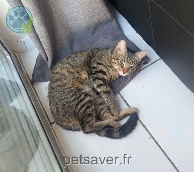 chatte lost   69120 Vaulx-en-Velin Nina